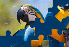 Puzzle/Rompecabezas